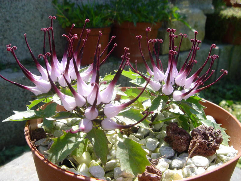 Physoplexis comosa photo